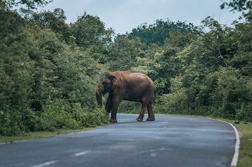 A wild elephant on the B35 road in Sri Lanka.