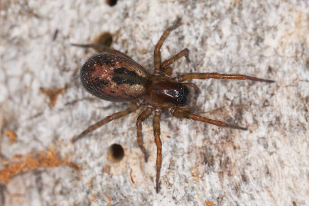 istock Hunting spider on wood, macro photo 185925575