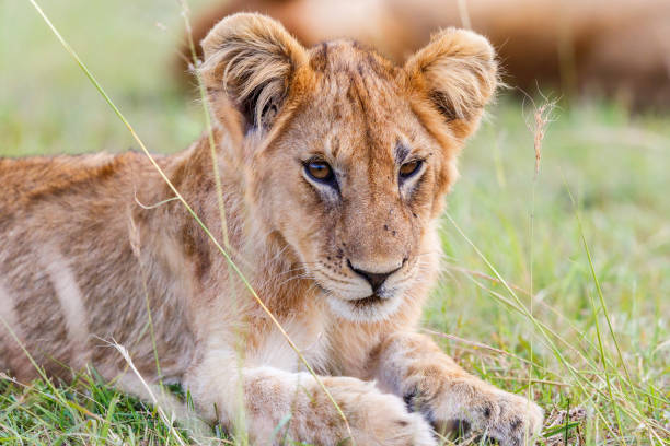 istock Resting lion cub on the savanna 1859255853