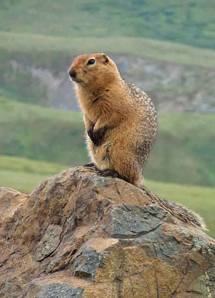 Marmot stock photo