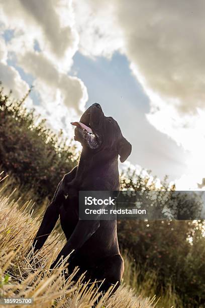 Il Master - Fotografie stock e altre immagini di Ambientazione esterna - Ambientazione esterna, Amicizia, Animale