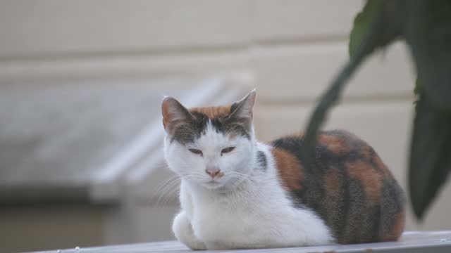 The expression of a stray cat woken up by a noise