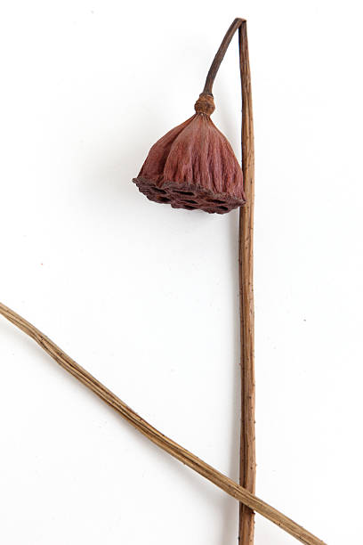 istock Wilted lotus calyx 185926115