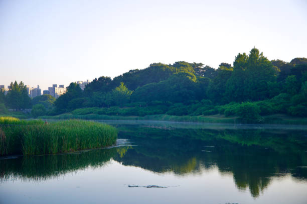 Seoul, South Korea - June 2, 2023: A peaceful morning view of Mongchon Lake in Olympic Park, surrounded by lush greenery and the hidden remains of Mongchon Fortress.