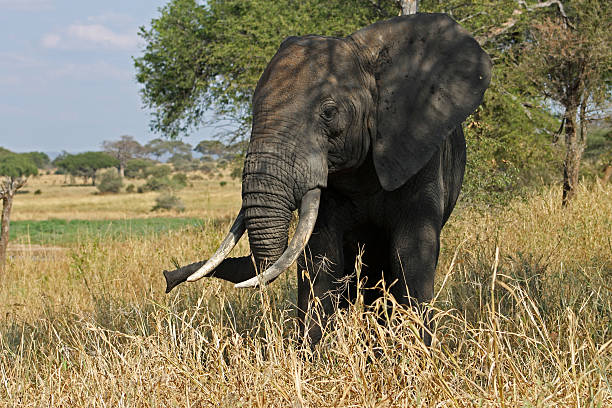 elefante africano - serengeti national park forest elephant desert elephant elephant foto e immagini stock