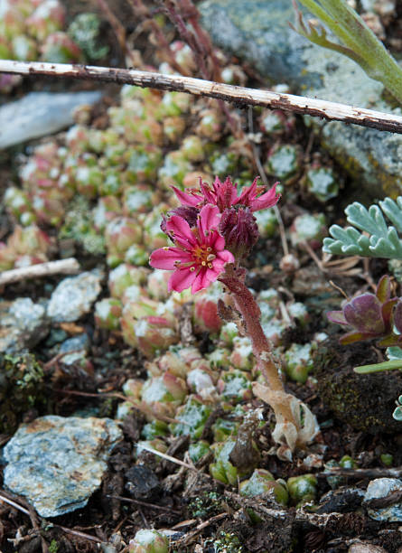 istock Sempervivum Blooming in Gran Paradiso National Park 185927025