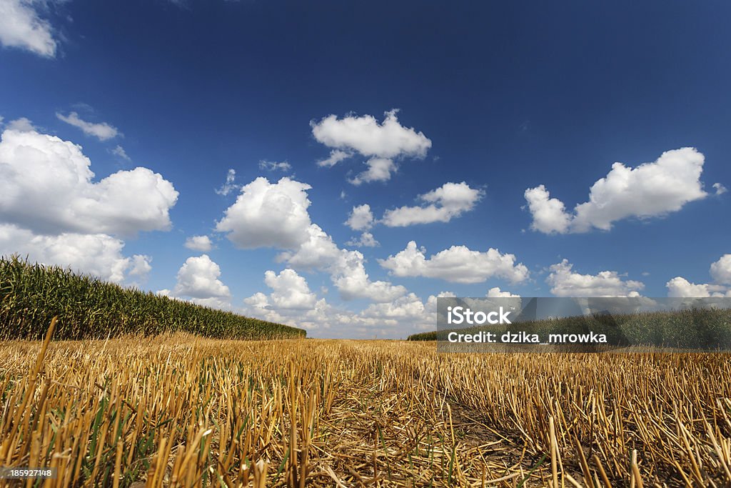 Blaue bewölkten Himmel über dem Stoppelbart - Lizenzfrei Agrarbetrieb Stock-Foto