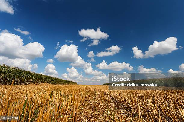 Blaue Bewölkten Himmel Über Dem Stoppelbart Stockfoto und mehr Bilder von Agrarbetrieb - Agrarbetrieb, Baum, Blau