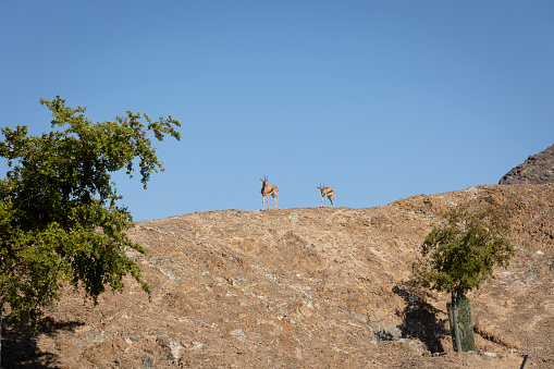 Deer spoted near Al Rafisah Dam in Sharjah