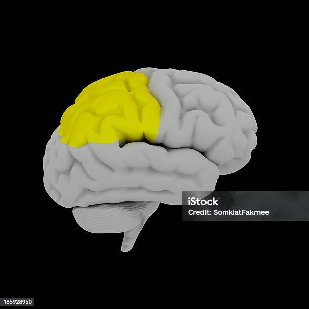 Lobo Parietalecervello Umano In Vista Laterale - Fotografie stock e altre immagini di Anatomia umana - Anatomia umana, Biologia, Cervelletto