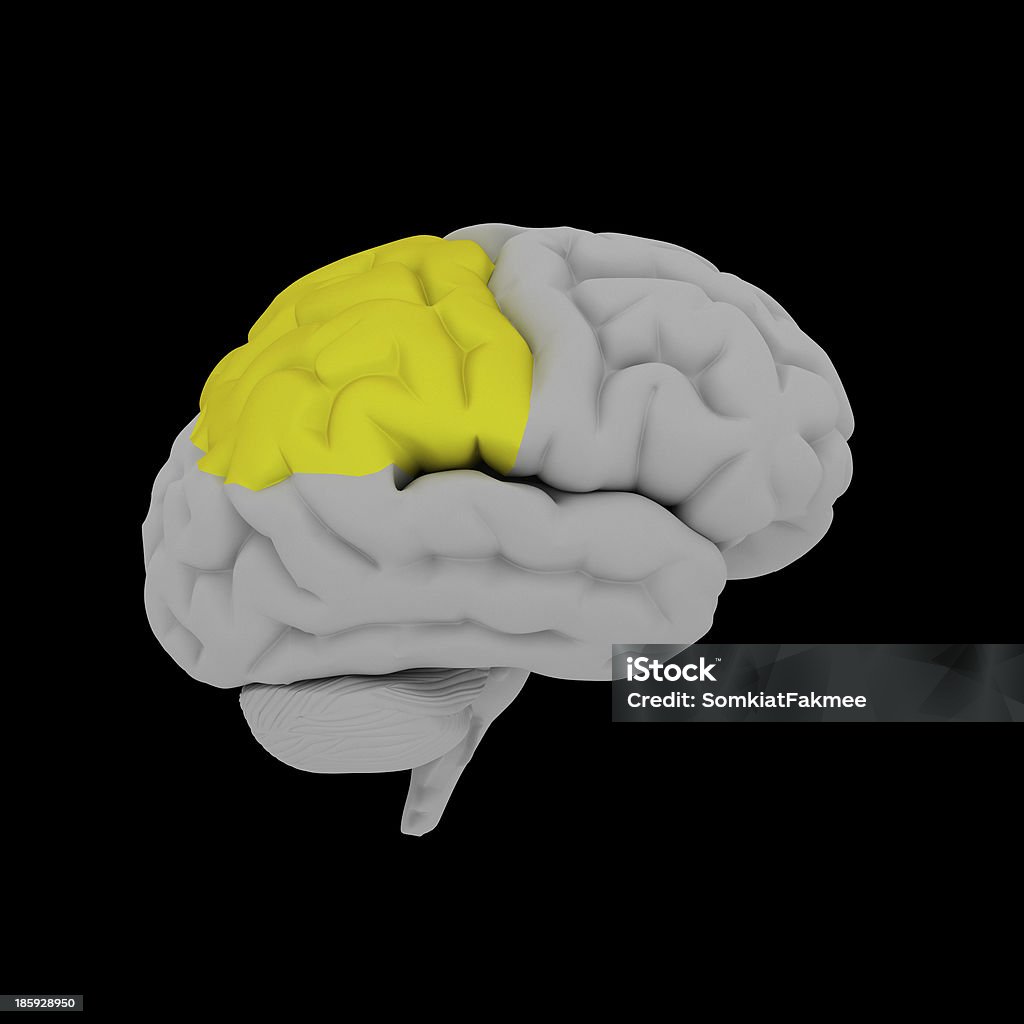 Lobo Parietal-cérebro humano em vista lateral - Foto de stock de Anatomia royalty-free