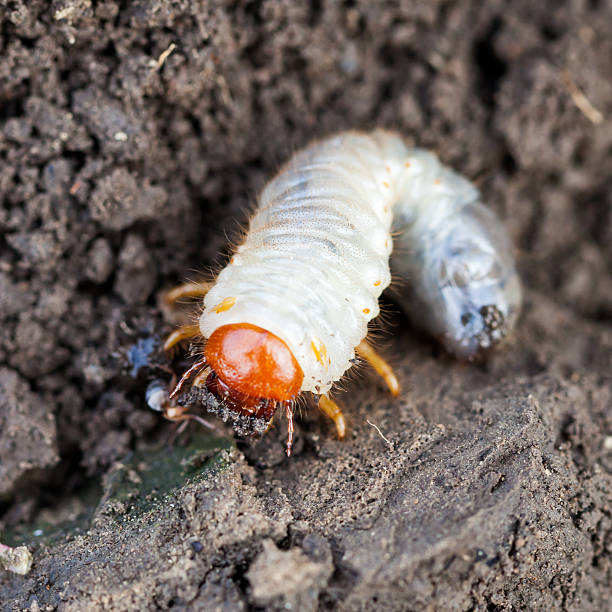 istock white grub of cockchafer on ground 185929663