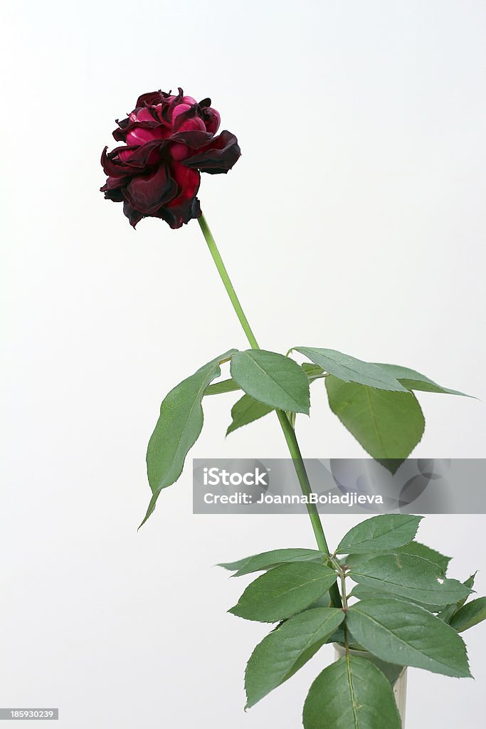 Wilted Rosa isolato - Foto stock royalty-free di Adulto