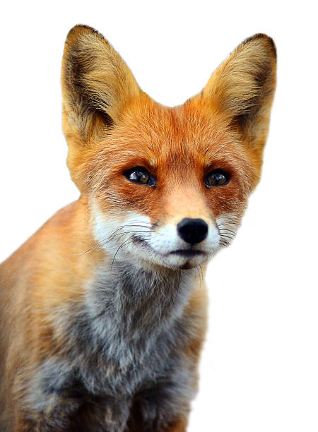 istock Close-up headshot of Red Fox. 185930276