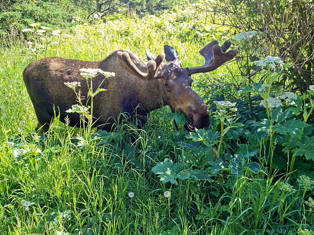 Moose stock photo