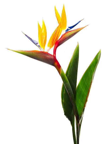 Bird of Paradise Flower on a White Background