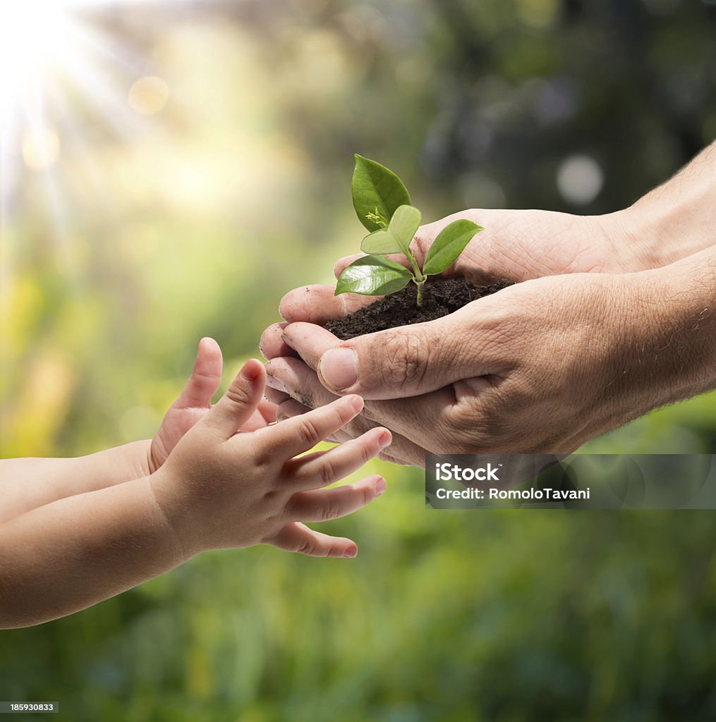 life in your hands - garden hands of a child taking a plant from the hands of a man - grass background Environment Stock Photo