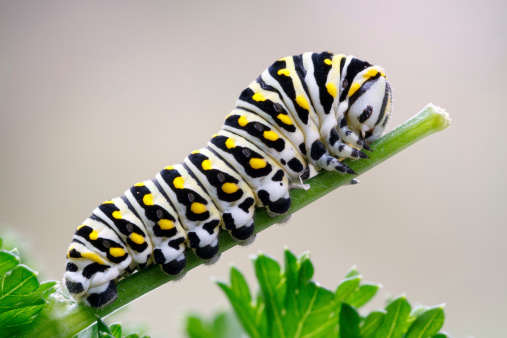 Catterpillar of a black swallowtail butterfly munching on parsley. Larva of the (eastern) black swallowtail (Papilio polyxenes), also called the American swallowtail or parsnip swallowtail.