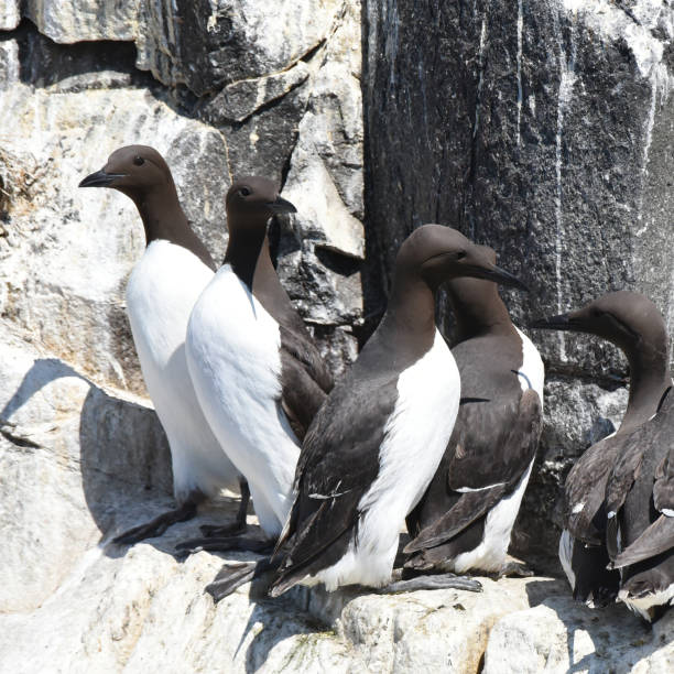 istock Common murre or Guillemots (Uria aalge) on rock ledge 1859315640