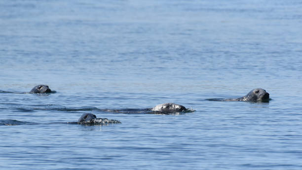 istock Small group of Atlantic grey seal (Halichoerus grypus) 1859315642