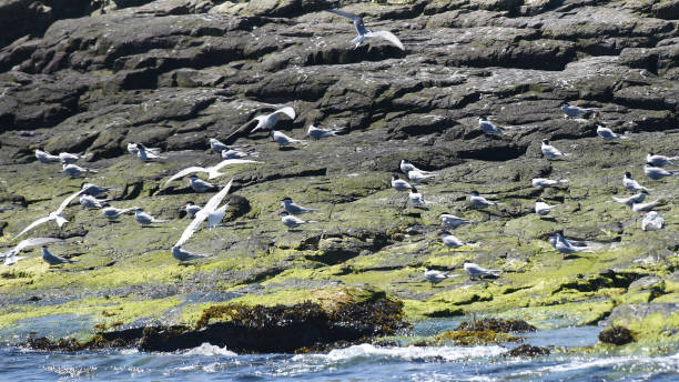 istock Flock of Arctic tern (Sterna paradisaea) 1859315644