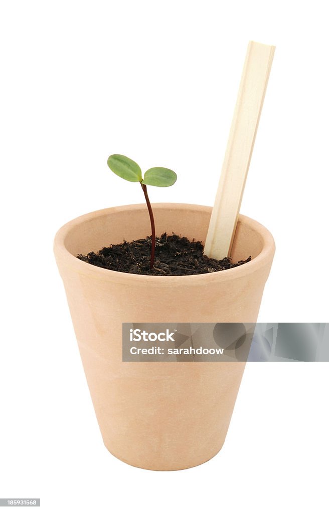 Jeune pousse de plus en plus dans le pot en terre cuite avec étiquette vierge de plantes - Photo de Affectueux libre de droits