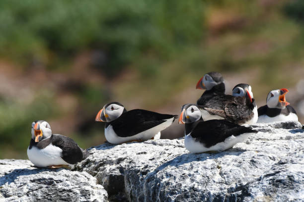 istock Group of Atlantic Puffins (Fratercula arctica) resting on cliff top 1859316153