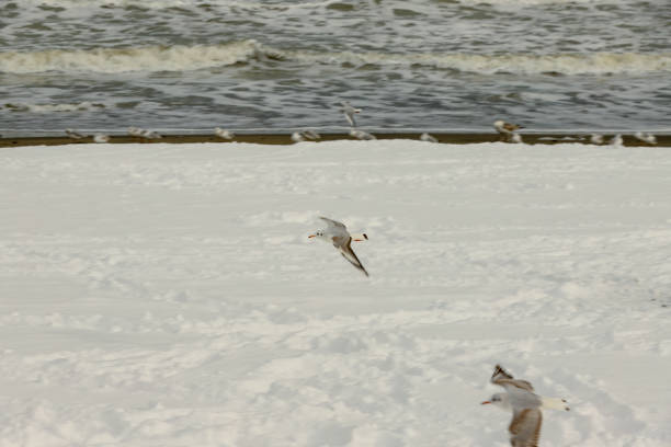 Snow and Seagulls