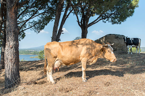 vache avec plumb mamelle - mehrere tiere photos et images de collection