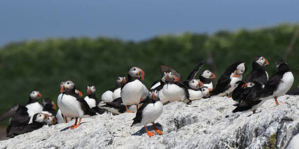 istock The Atlantic puffin (Fratercula arctica) nests in clifftop colonies 1859321333