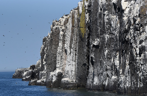 The British Isles provide nesting opportunity for a large array of coastal sea birds, playing host to several globally important breeding colonies – around eight million seabirds from 25 species nest here each year,