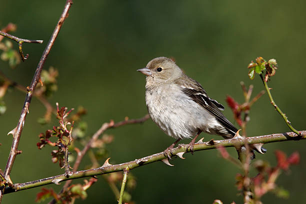 istock Chaffinch, Fringilla coelebs 185932573