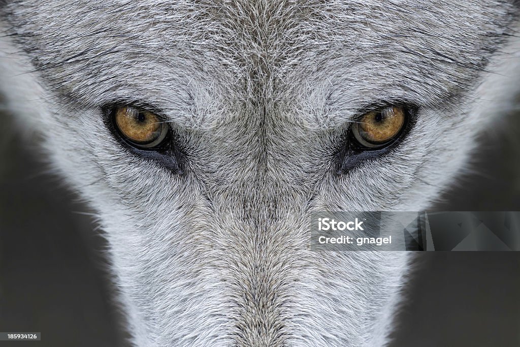 Occhi di lupo - Foto stock royalty-free di Lupo
