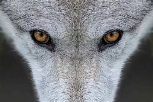 Closeup of the eyes of a gray wolf outside of Yellowstone National Park, Wyoming