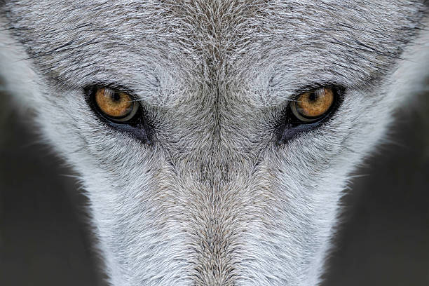 Wolf eyes Closeup of the eyes of a gray wolf outside of Yellowstone National Park, Wyoming canis lupus stock pictures, royalty-free photos & images