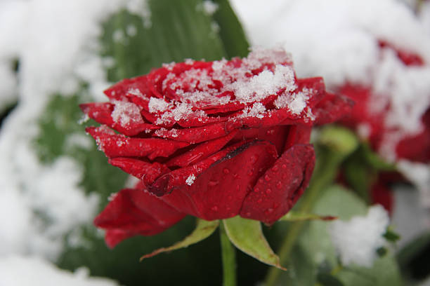 istock Red rose in the snow 185934249