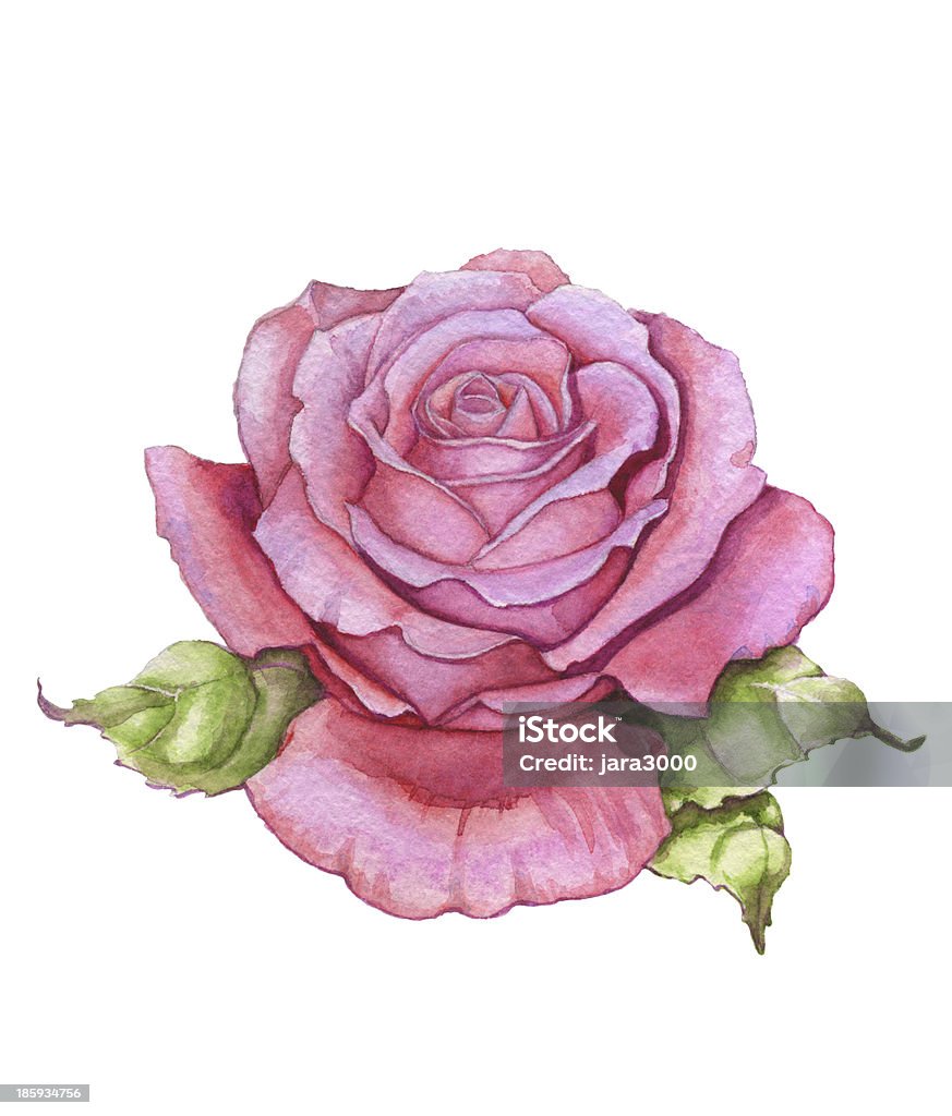 Acquerello rosa - Illustrazione stock royalty-free di Bellezza naturale
