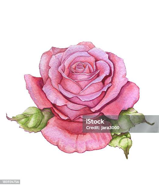 Acquerello Rosa - Immagini vettoriali stock e altre immagini di Bellezza naturale - Bellezza naturale, Bocciolo, Botanica