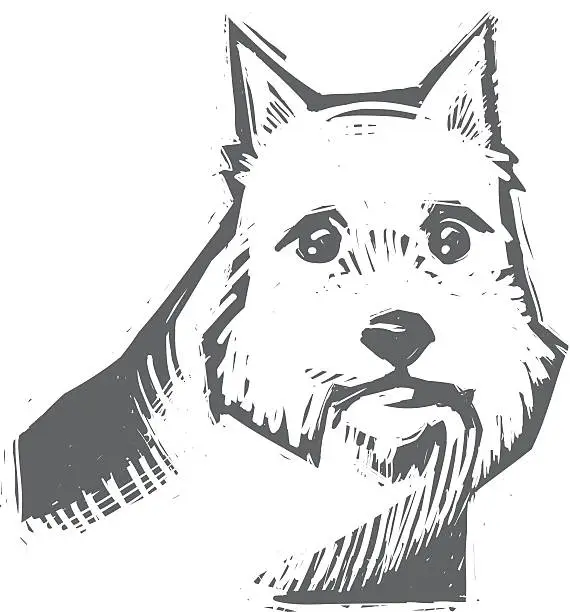 Vector illustration of Norwich Terrier