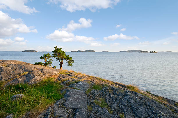 Tree near the sea on a cliff with grass and stone