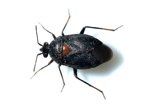 Deraeocoris ribauti, Small bed bug of the family Miridae, studio photo isolated on white background