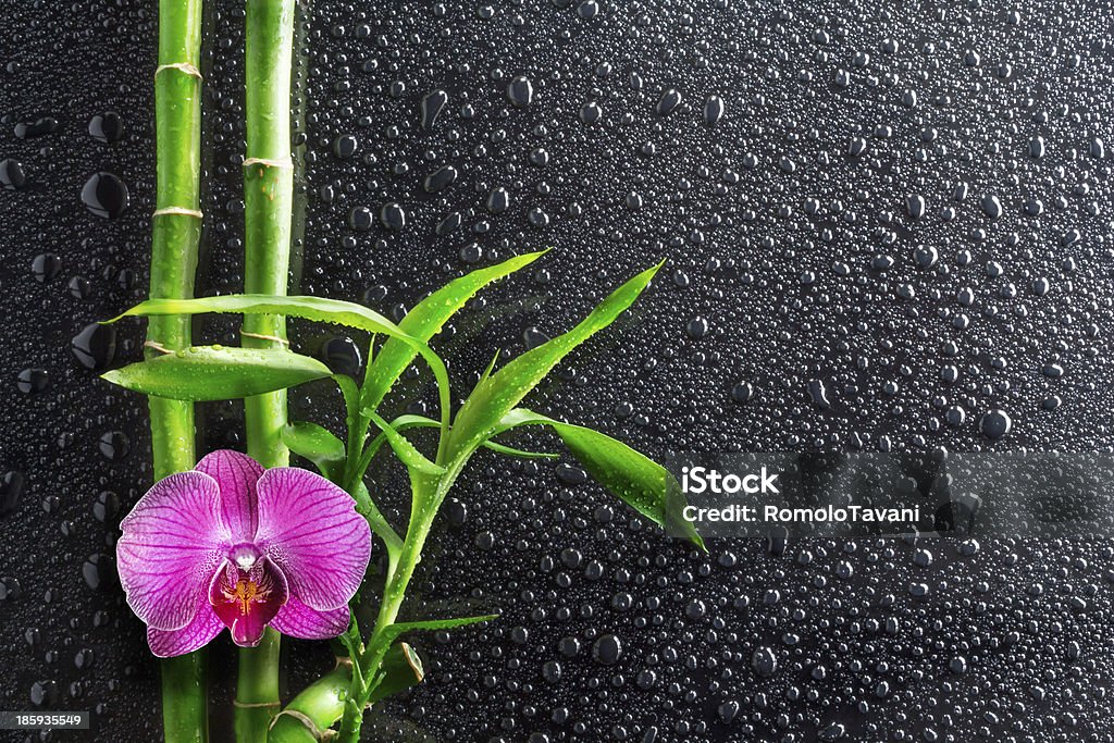 drops, orchid and bamboo on black branches of green bamboo and purple flower for spa background Asia Stock Photo