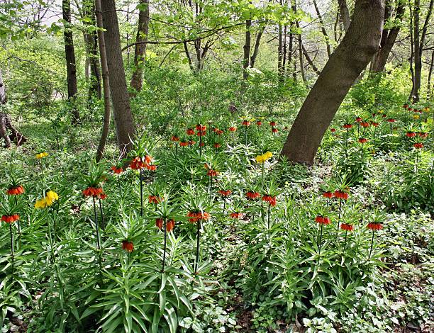 インペリアルクラウンの森 - flower head botany florist forest ストックフォトと画像