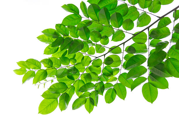 hojas verdes frescas - beech leaf isolated leaf new fotografías e imágenes de stock