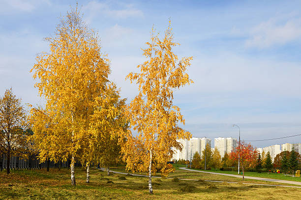 istock Park on the city suburb 185936859
