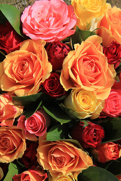 istock Mixed roses in yellow, red and orange 185937225