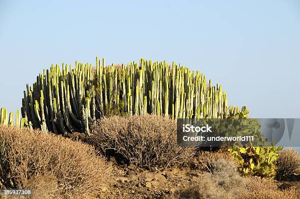 Зеленый Кактус В Пустыне Big — стоковые фотографии и другие картинки Аризона - Юго-запад США - Аризона - Юго-запад США, Большой, Ботаника