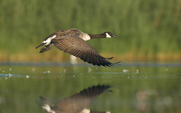 istock Canada goose, Branta canadensis 185938999