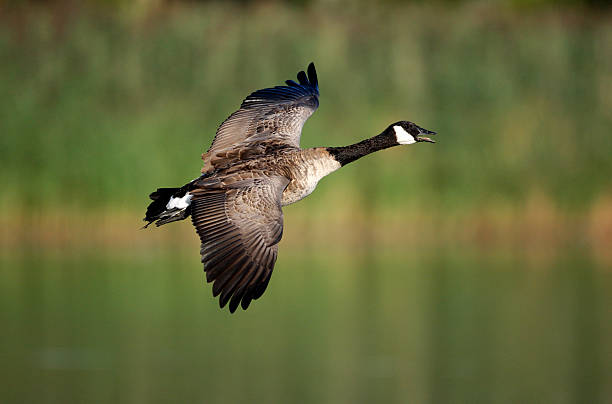 Canada goose, Branta canadensis