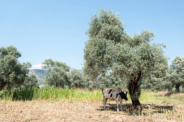 vaca con plumb ubre - mehrere tiere fotografías e imágenes de stock